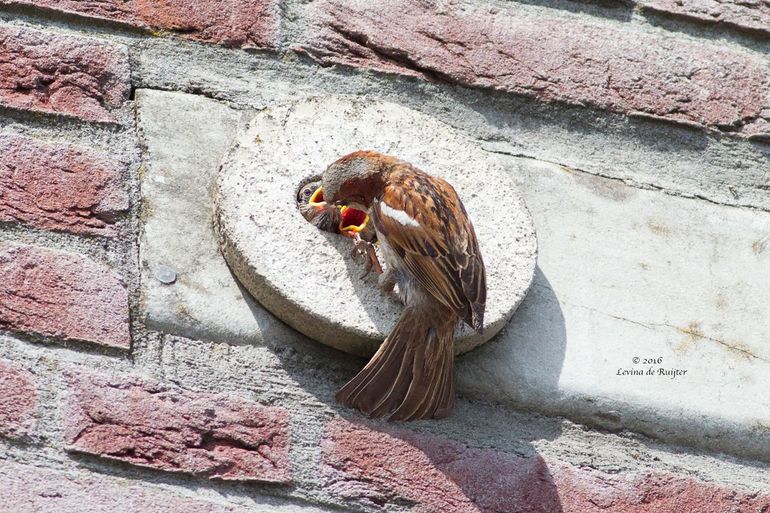 Jongen van de huismus in een neststeen