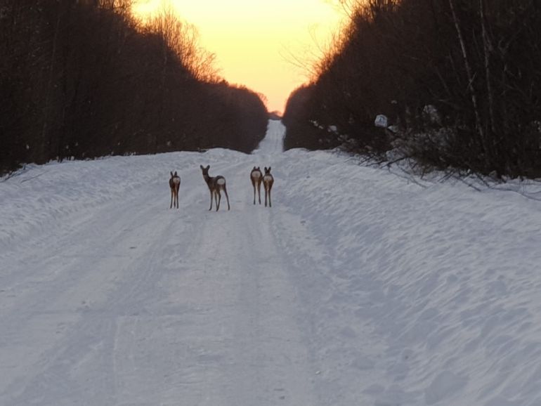 Herten lopen in de sneeuw op een weg