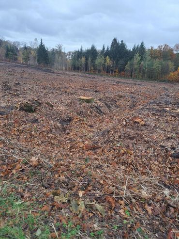 Om de natuur te kunnen terugbrengen naar de oorspronkelijke situatie, vóórdat de mens er ingreep, werd bos – aangeplant voor de mijnbouw – gekapt