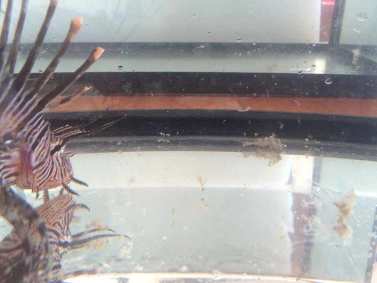 Lionfish in een lab-experiment met eDNA (ronddrijvend visslijm)