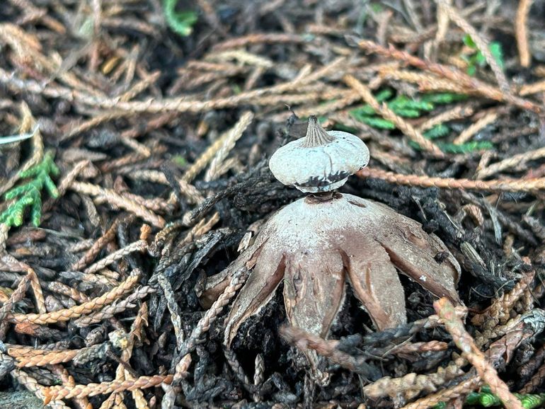 De baretaardster is zeldzaam en staat op de Rode Lijst