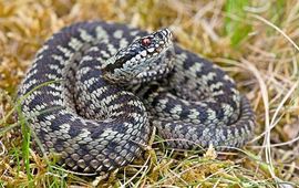 Jelger Herder adder, Digital Nature