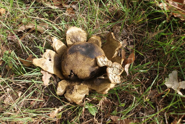 Aardsterachtige aardappelbovist, uitgevouwen