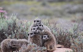 meerkats, stokstaartjes