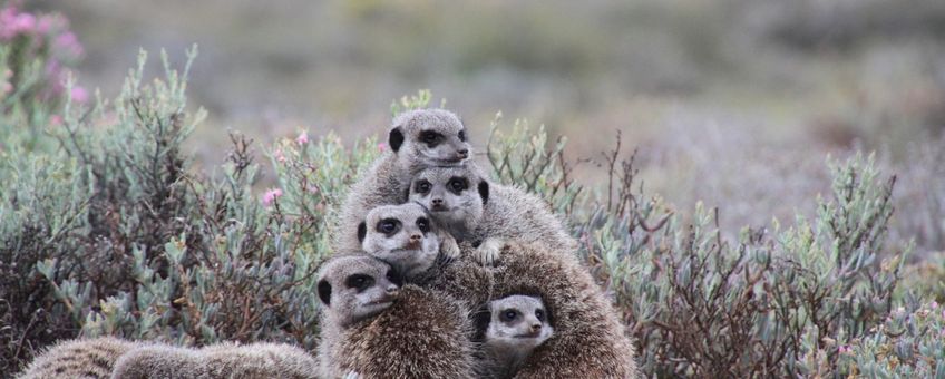 meerkats, stokstaartjes