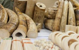 © IFAW De douane in Hong Kong onderschept en confisqueert 790 kg gesmokkeld ivoor uit Angola dat bestemd was voor Cambodja in 2014