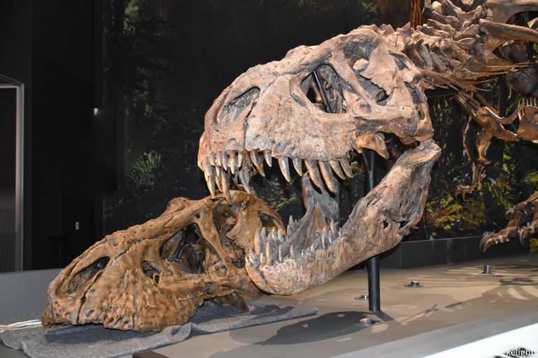 Een deel van de 3D-print van Trix naast het echte skelet van de Tyrannosaurus rex van Naturalis