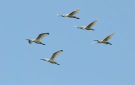 Platalea leucorodia. Lepelaar