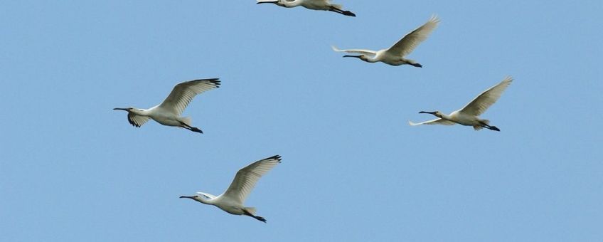 Platalea leucorodia. Lepelaar