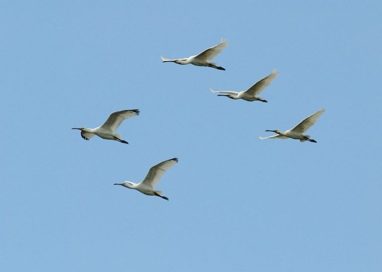 Lepelaars in vlucht, het verschil tussen jonge en oudere dieren is hier goed zichtbaar