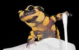 Jelger Herder swappen vuursalamander