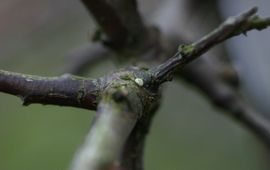 Kars Veling, De Vlinderstichting Eitje Sleedoornpage