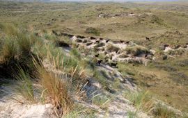 Marijn Nijssen Vallei van het Veen Vlieland Soayschapen in droog duin