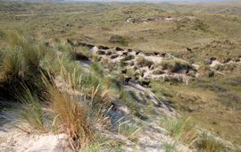 Vallei van het Veen Vlieland Soayschapen in droog duin