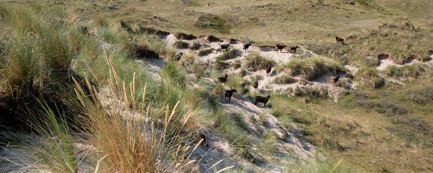 Vallei van het Veen Vlieland Soayschapen in droog duin