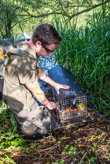 Het bestrijden van beverratten gebeurt met kooien die de dieren levend vangen