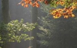 Bram van Oirschot herfstkleuren