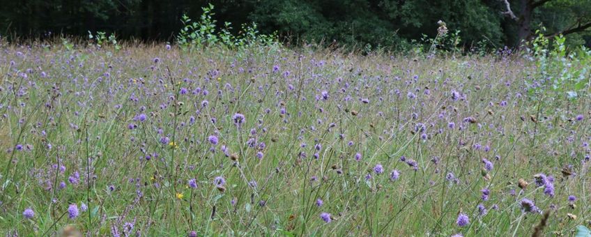 Blauwe knoop op de Weust(1)