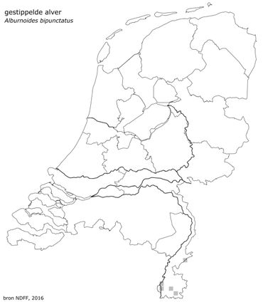 Waarnemingen gestippelde alver in de periode 2005-2016 in Zuid-Limburg