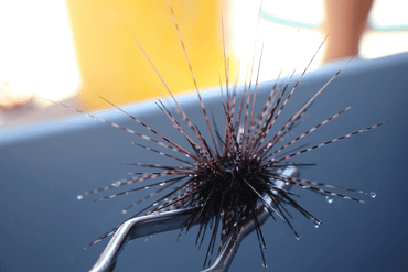 Diadema sea urchin
