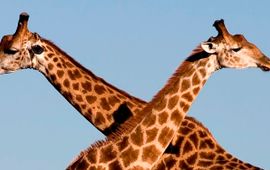Uitsnede: Fighting giraffes (Giraffa camelopardalis) in Ithala Game Reserve, Northern KwaZulu Natal, South Africa