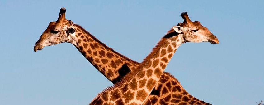 Uitsnede: Fighting giraffes (Giraffa camelopardalis) in Ithala Game Reserve, Northern KwaZulu Natal, South Africa