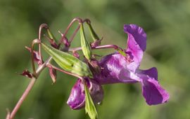 Roel Meijer, Saxifraga Reuzenbalsemien