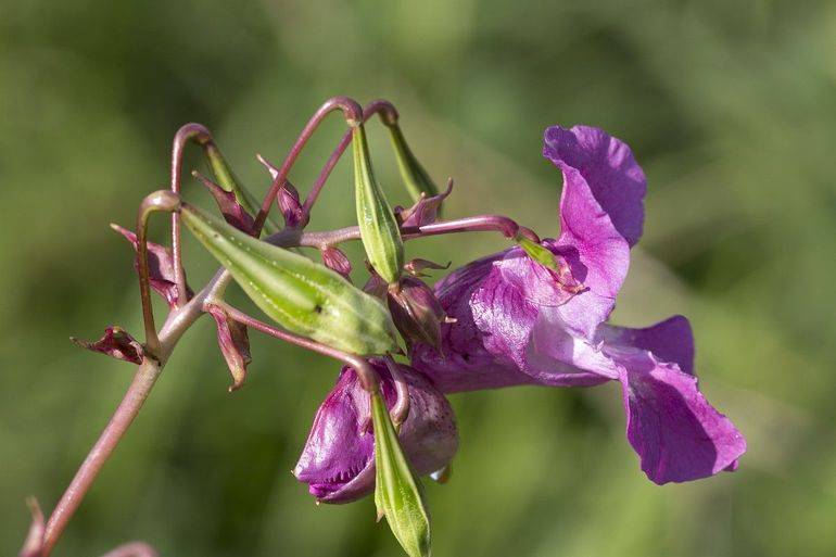 Reuzenbalsemien heeft vaak tegelijkertijd bloemen en zaden