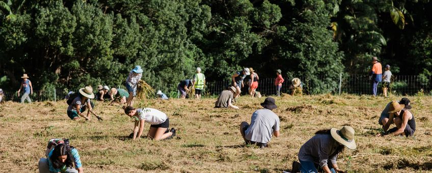 Boomplantactie van IFAW en Bangalow Koalas in New South Wales.