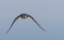 Falco peregrinus, Slechtvalk