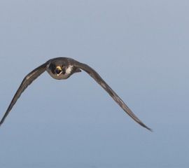 Falco peregrinus, Slechtvalk