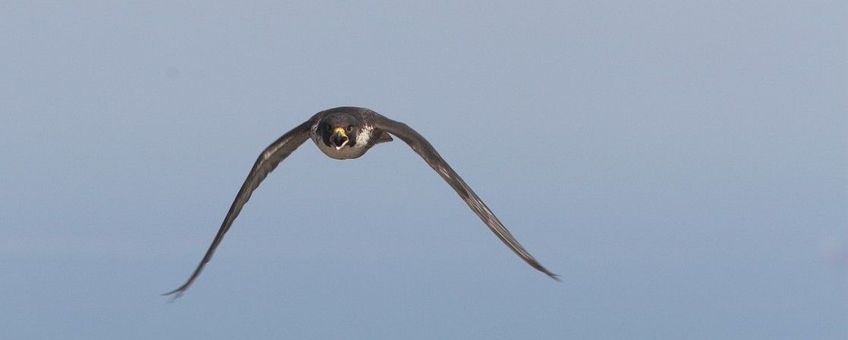 Falco peregrinus, Slechtvalk