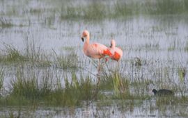Flamingo VOOR EENMALIG GEBRUIK