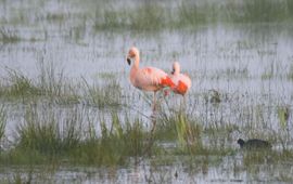 Stichting 't Engeveld Flamingo VOOR EENMALIG GEBRUIK