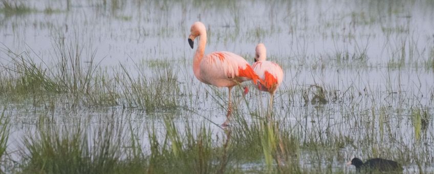 Flamingo VOOR EENMALIG GEBRUIK