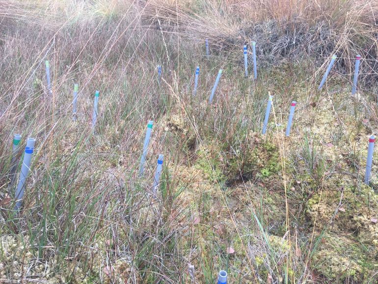 Zichtbare droogtestress (witte koppen van veenmossen) in de Deurnsche Peel op 25 oktober 2018. De smalle, maar lange kragge (honderd meter bij een paar meter), is in 2018 grotendeels drooggevallen tot op het zwartveen