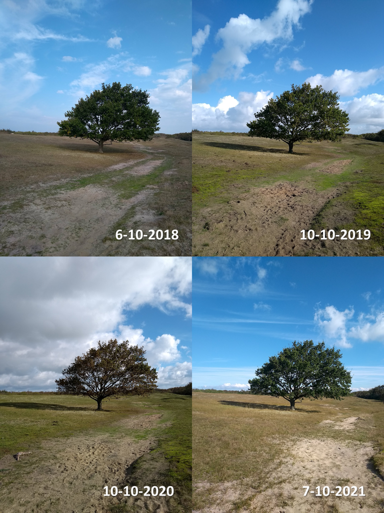 Verschil in mate van bladverkleuring van een zomereik in de buurt van Breezand, Zeeland rond begin oktober in de jaren 2018 tot en met 2021