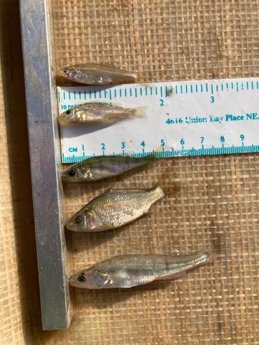 Juveniele vis (0-jarige) gevangen begin juli, variërend in lengte van 4 tot 8 cm. Van boven naar beneden zijn de volgende soorten te zien; blankvoorn, pos, baars, karper en snoekbaars