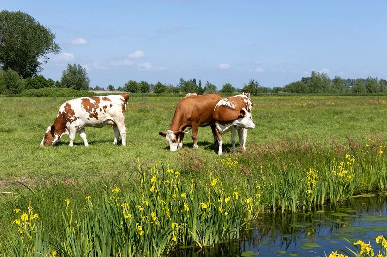 Koeien langs een gezonde, natuurvriendelijke sloot