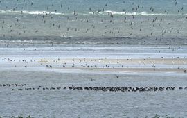 Staatsbosbeheer Heeft de Waddenzee rechten nodig? En wat wil het Wad eigenlijk?