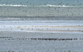 Heeft de Waddenzee rechten nodig? En wat wil het Wad eigenlijk?