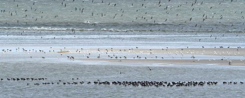 Heeft de Waddenzee rechten nodig? En wat wil het Wad eigenlijk?