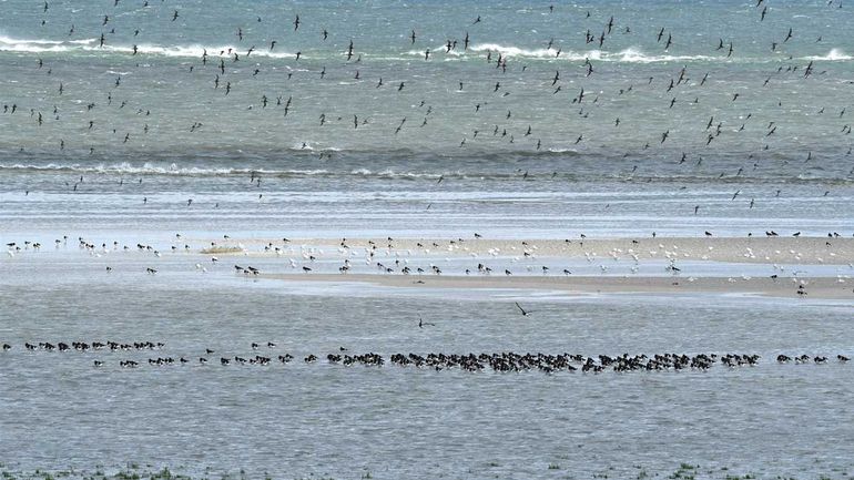 Straks weten we meer over hoe de Waddenzee klinkt en kunnen we geluidsgevoelige gebieden beter beschermen