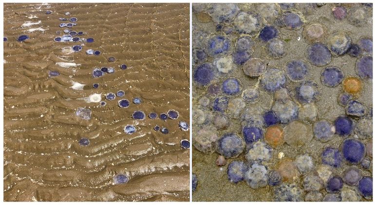 Blauwe haarkwallen massaal aangespoeld in de zomer. Links: 21 juni 2023; Katwijk, zuid van de Boulevard (Bron: Joop Verkuil); rechts: 28 juli 2021, IJmuiden strand - er liggen ook afwijkend gekleurde exemplaren tussen