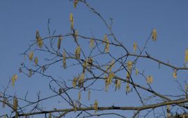 Corylus avellana, Hazelaar