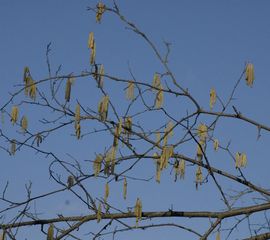 Corylus avellana, Hazelaar