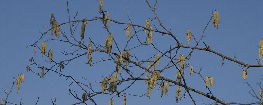 Corylus avellana, Hazelaar