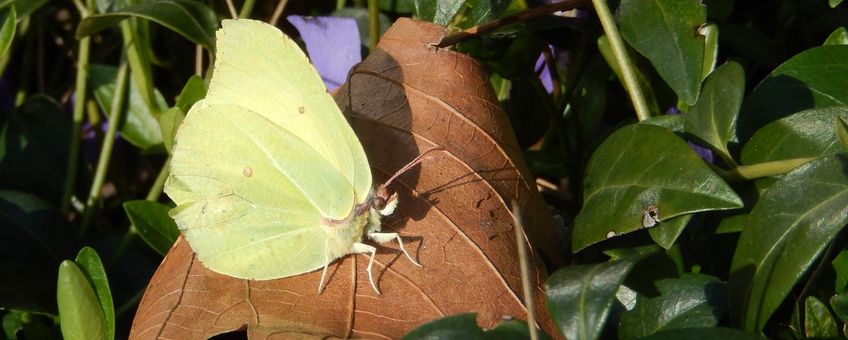 Zonnende citroenvlinder - primair