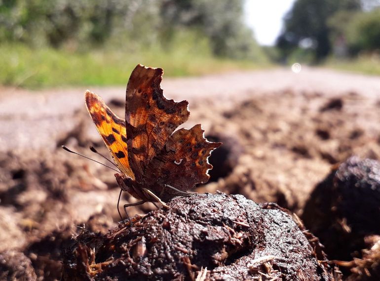 Een gehakkelde aurelia haalt waardevolle zouten uit de gezonde poep van een in het wild levend rund