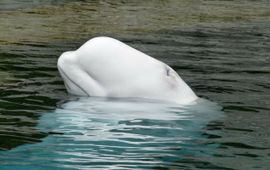 Pixabay Beluga